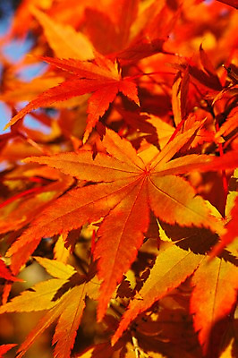 포토 JPG 주간 식물 계절 백그라운드 단풍 자연 나뭇잎 풍경 근접촬영 사람없음 야외 아웃포커스 가을풍경 가을 국내포토 자연요소 뷰포인트 잎 촬영기법 생태계 파일형식 가을_계절