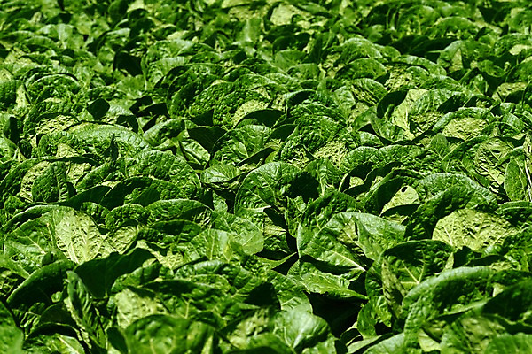 포토 JPG 주간 음식 컬러 백그라운드 밭 채소 식재료 사람없음 야외 초록색 농작물 배추 배추밭 국내포토 자연요소 농업 파일형식