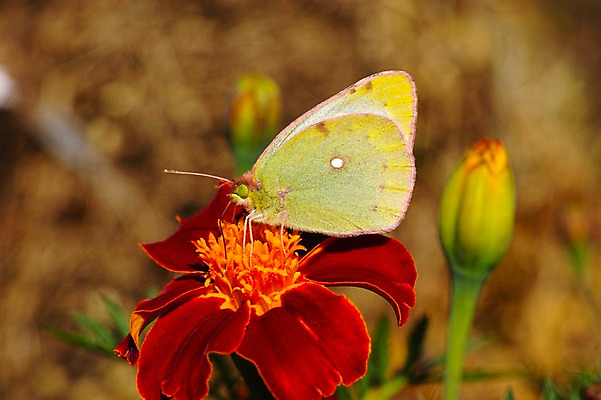 포토 JPG 주간 식물 동물 한마리 꽃 나비 곤충 자연 근접촬영 사람없음 야외 아웃포커스 빨간색 벌레 국내포토 자연요소 1 뷰포인트 컬러 촬영기법 생태계 파일형식