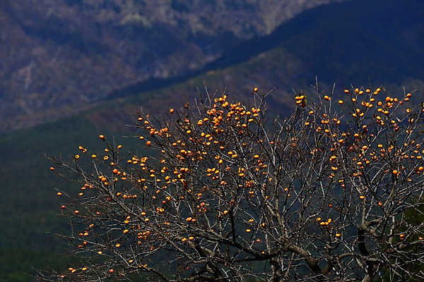 포토 JPG 주간 나무 식물 계절 음식 과일 자연 감 풍경 사람없음 야외 아웃포커스 가을풍경 가을 나뭇가지 과일나무 감나무 국내포토 자연요소 촬영기법 생태계 파일형식 가을_계절
