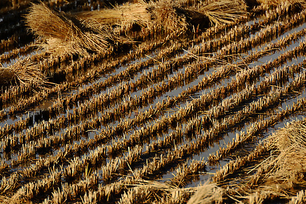포토 JPG 주간 자연 논 풍경 사람없음 야외 농경지 농사 농촌 볏짚 벼농사 국내포토 자연요소 농업 농장 시골 짚 생태계 파일형식