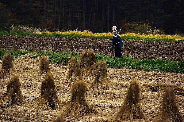 포토 JPG 주간 자연 논 풍경 사람없음 야외 농경지 농사 농촌 볏짚 허수아비 국내포토 자연요소 농업 농장 시골 짚 생태계 파일형식 산업 줄기 식물