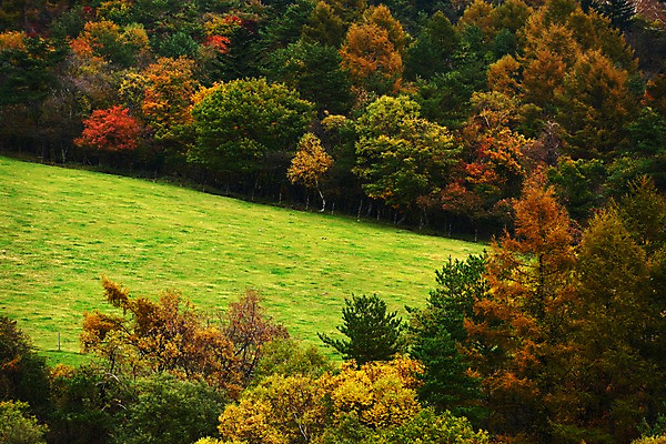 포토 JPG 주간 나무 식물 계절 자연 산 풍경 사람없음 야외 가을풍경 가을 숲 국내포토 자연요소 생태계 파일형식 가을_계절