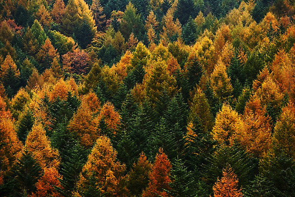 포토 JPG 주간 나무 식물 계절 백그라운드 단풍 자연 풍경 사람없음 야외 가을풍경 가을 숲 국내포토 자연요소 잎 생태계 파일형식 가을_계절
