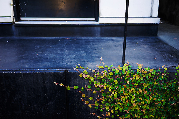 포토 JPG 주간 식물 해외풍경 나뭇잎 풍경 사람없음 야외 담장 도시풍경 일본 담쟁이덩굴 국내포토 자연요소 해외 아시아 잎 도시 덩굴 파일형식