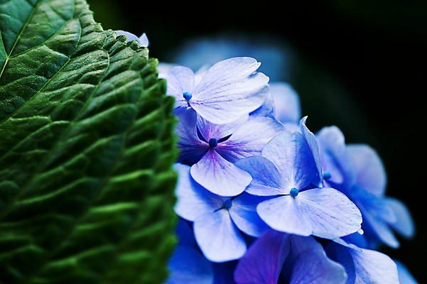 포토 JPG 주간 식물 꽃잎 꽃 컬러 자연 나뭇잎 근접촬영 사람없음 야외 아웃포커스 파란색 수국 국내포토 자연요소 뷰포인트 잎 촬영기법 생태계 파일형식