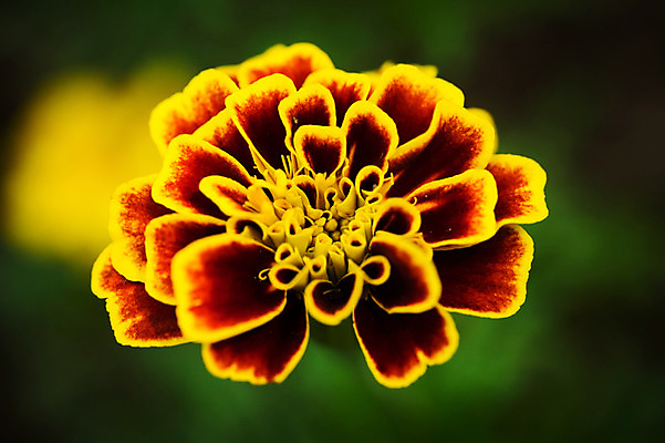 포토 JPG 주간 식물 꽃 컬러 한송이 자연 근접촬영 사람없음 야외 아웃포커스 빨간색 노란색 국내포토 자연요소 1 뷰포인트 촬영기법 생태계 송이 파일형식