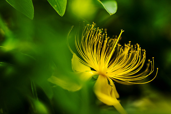 포토 JPG 주간 식물 꽃 컬러 한송이 자연 근접촬영 사람없음 야외 아웃포커스 노란색 꽃술_꽃 국내포토 자연요소 1 뷰포인트 촬영기법 생태계 송이 파일형식