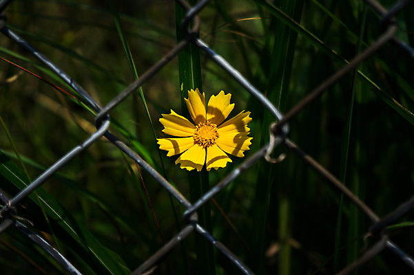 포토 JPG 주간 식물 꽃 컬러 한송이 자연 근접촬영 사람없음 야외 아웃포커스 울타리 노란색 풀 철조망 국내포토 자연요소 1 뷰포인트 촬영기법 담장 생태계 송이 파일형식