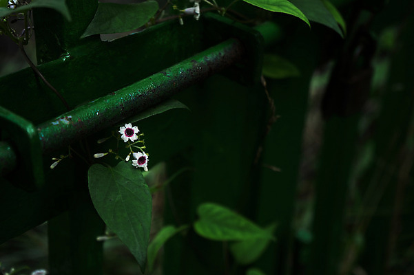 포토 JPG 주간 식물 꽃 잎 자연 나뭇잎 근접촬영 사람없음 야외 아웃포커스 두송이 국내포토 자연요소 뷰포인트 2 촬영기법 생태계 파일형식