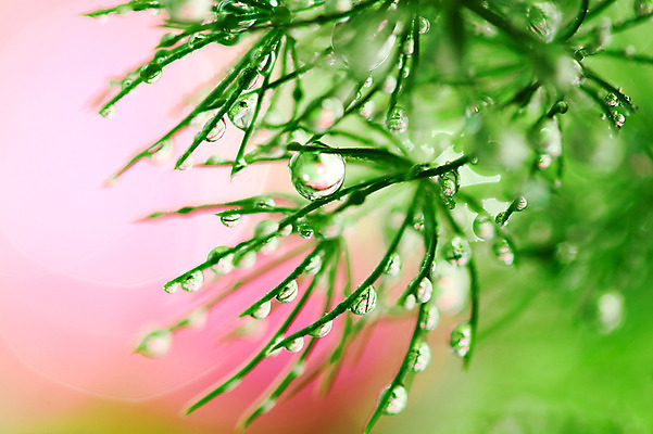 포토 JPG 주간 식물 컬러 잎 자연 근접촬영 사람없음 야외 아웃포커스 초록색 물 젖음 물방울 이슬 국내포토 자연요소 뷰포인트 촬영기법 생태계 파일형식