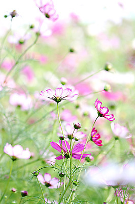 포토 JPG 주간 식물 계절 꽃 분홍색 컬러 여러송이 꽃밭 자연 사람없음 야외 아웃포커스 가을풍경 가을 코스모스 국내포토 자연요소 다수 촬영기법 풍경 생태계 파일형식 가을_계절