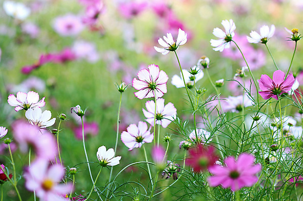 포토 JPG 주간 식물 계절 꽃 분홍색 컬러 여러송이 꽃밭 자연 사람없음 야외 아웃포커스 가을풍경 가을 코스모스 국내포토 자연요소 다수 촬영기법 풍경 생태계 파일형식 가을_계절