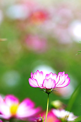 포토 JPG 주간 식물 계절 꽃 분홍색 컬러 자연 근접촬영 사람없음 야외 아웃포커스 가을풍경 가을 코스모스 국내포토 자연요소 뷰포인트 촬영기법 풍경 생태계 파일형식 가을_계절