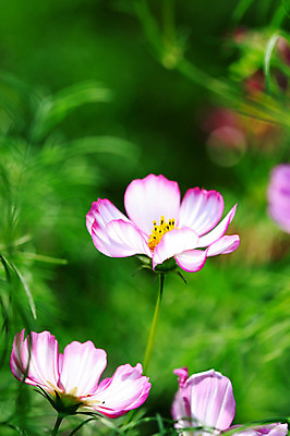 포토 JPG 주간 식물 계절 꽃 분홍색 컬러 자연 사람없음 야외 아웃포커스 가을풍경 가을 코스모스 국내포토 자연요소 촬영기법 풍경 생태계 파일형식 가을_계절