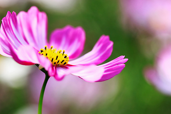 포토 JPG 주간 식물 계절 꽃 분홍색 컬러 한송이 자연 근접촬영 사람없음 야외 아웃포커스 가을풍경 가을 코스모스 국내포토 자연요소 1 뷰포인트 촬영기법 풍경 생태계 송이 파일형식 가을_계절