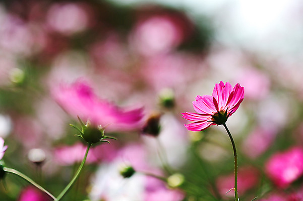 포토 JPG 주간 식물 계절 꽃 분홍색 컬러 자연 사람없음 야외 아웃포커스 가을풍경 가을 코스모스 국내포토 자연요소 촬영기법 풍경 생태계 파일형식 가을_계절