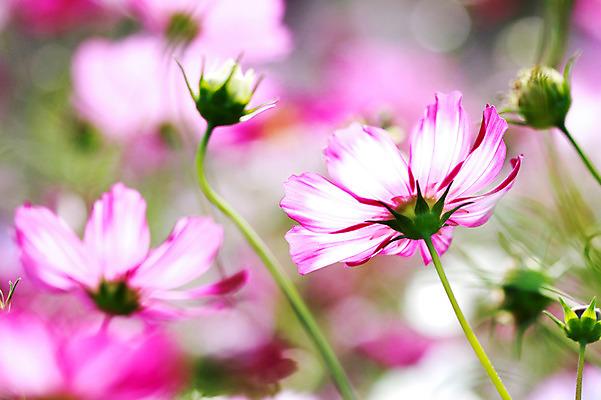 포토 JPG 주간 식물 계절 꽃 분홍색 컬러 자연 사람없음 야외 아웃포커스 가을풍경 가을 코스모스 국내포토 자연요소 촬영기법 풍경 생태계 파일형식 가을_계절