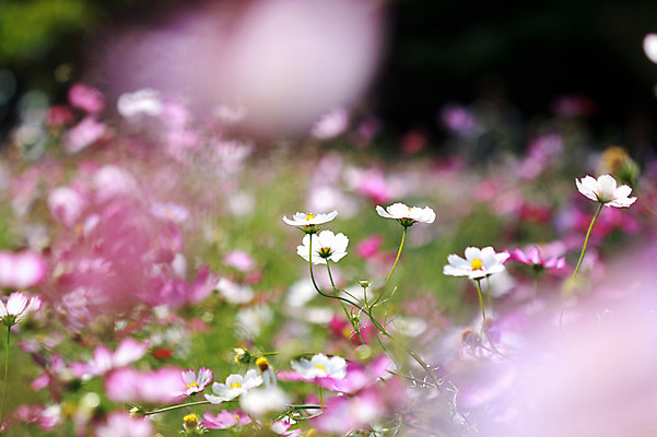 포토 JPG 주간 식물 계절 꽃 여러송이 꽃밭 자연 사람없음 야외 아웃포커스 가을풍경 가을 코스모스 국내포토 자연요소 다수 촬영기법 풍경 생태계 파일형식 가을_계절