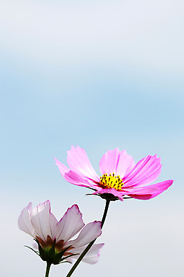 포토 JPG 주간 식물 계절 꽃 분홍색 컬러 자연 근접촬영 사람없음 야외 가을풍경 가을 두송이 코스모스 국내포토 자연요소 뷰포인트 2 풍경 생태계 파일형식 가을_계절