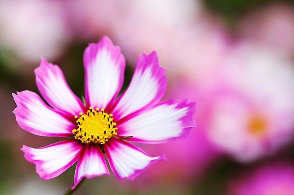 포토 JPG 주간 식물 계절 꽃 분홍색 컬러 한송이 자연 근접촬영 사람없음 야외 아웃포커스 가을풍경 가을 코스모스 국내포토 자연요소 1 뷰포인트 촬영기법 풍경 생태계 송이 파일형식 가을_계절