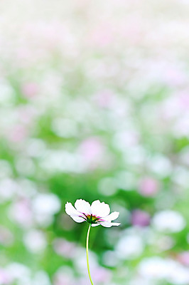 포토 JPG 주간 식물 계절 꽃 한송이 자연 사람없음 야외 아웃포커스 가을풍경 가을 코스모스 국내포토 자연요소 1 촬영기법 풍경 생태계 송이 파일형식 가을_계절
