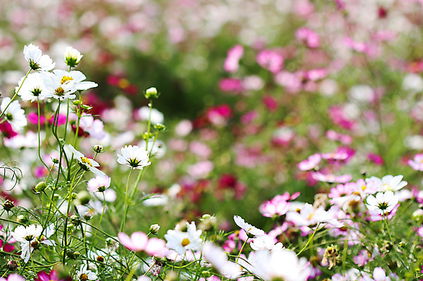 포토 JPG 주간 식물 계절 꽃 컬러 여러송이 꽃밭 자연 사람없음 야외 아웃포커스 가을풍경 가을 흰색 코스모스 국내포토 자연요소 다수 촬영기법 풍경 생태계 파일형식 가을_계절