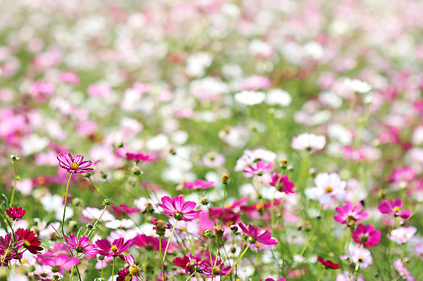 포토 JPG 주간 식물 계절 꽃 분홍색 컬러 여러송이 꽃밭 자연 사람없음 야외 아웃포커스 가을풍경 가을 코스모스 국내포토 자연요소 다수 촬영기법 풍경 생태계 파일형식 가을_계절