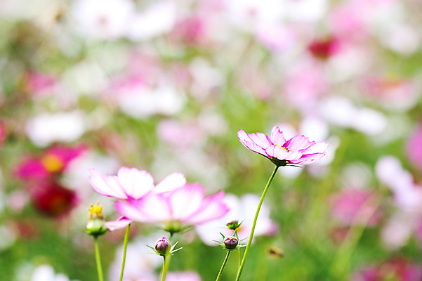 포토 JPG 주간 식물 계절 꽃 분홍색 컬러 자연 사람없음 야외 아웃포커스 가을풍경 가을 코스모스 국내포토 자연요소 촬영기법 풍경 생태계 파일형식 가을_계절