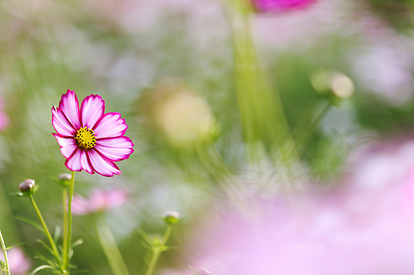 포토 JPG 주간 식물 계절 꽃 분홍색 컬러 한송이 자연 사람없음 야외 아웃포커스 가을풍경 가을 코스모스 국내포토 자연요소 1 촬영기법 풍경 생태계 송이 파일형식 가을_계절
