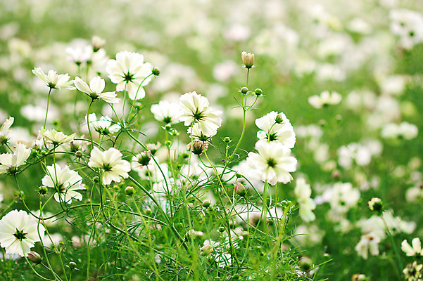 포토 JPG 주간 식물 계절 꽃 컬러 여러송이 꽃밭 자연 사람없음 야외 아웃포커스 가을풍경 가을 흰색 코스모스 국내포토 자연요소 다수 촬영기법 풍경 생태계 파일형식 가을_계절