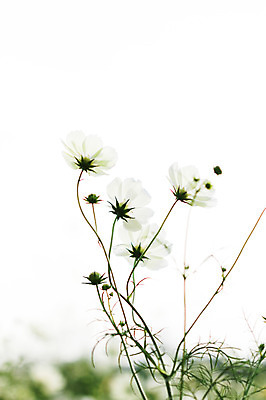 포토 JPG 주간 식물 계절 꽃 컬러 여러송이 자연 사람없음 야외 아웃포커스 가을 흰색 코스모스 국내포토 자연요소 다수 촬영기법 생태계 파일형식