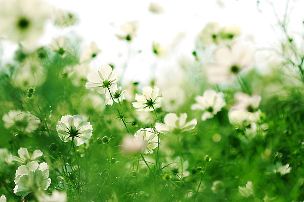 포토 JPG 주간 식물 계절 꽃 컬러 여러송이 꽃밭 자연 사람없음 야외 아웃포커스 가을 흰색 코스모스 국내포토 자연요소 다수 촬영기법 생태계 파일형식