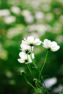 포토 JPG 주간 식물 계절 꽃 컬러 여러송이 자연 사람없음 야외 아웃포커스 가을 흰색 코스모스 국내포토 자연요소 다수 촬영기법 생태계 파일형식