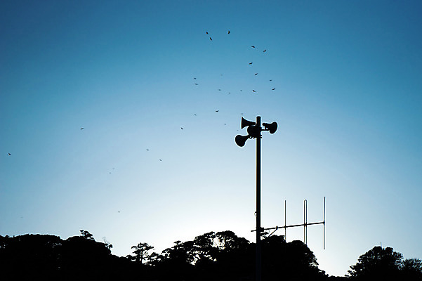 포토 JPG 주간 나무 식물 동물 실루엣 여러마리 자연 조류 하늘 안테나 풍경 사람없음 야외 확성기 전봇대 국내포토 자연요소 공공시설 다수 통신 촬영기법 생태계 파일형식