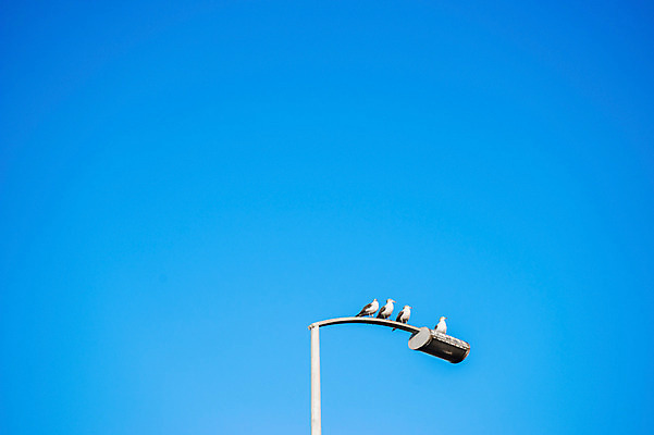 포토 JPG 주간 동물 가로등 여러마리 조류 하늘 앉기 풍경 사람없음 야외 맑음 국내포토 자연요소 공공시설 다수 모션 날씨 파일형식