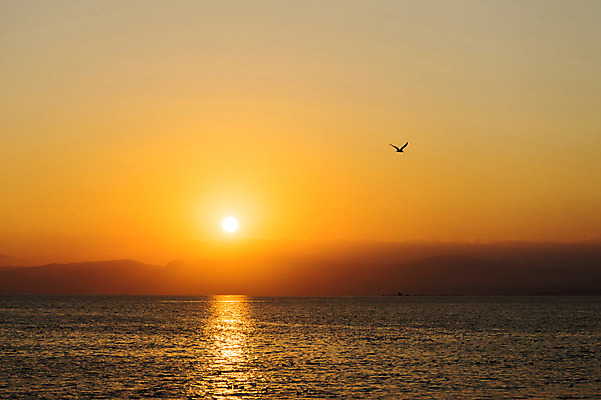 포토 JPG 동물 한마리 바다 자연현상 자연 조류 하늘 풍경 사람없음 야외 태양 일출 노을 일몰 국내포토 자연요소 1 생태계 파일형식