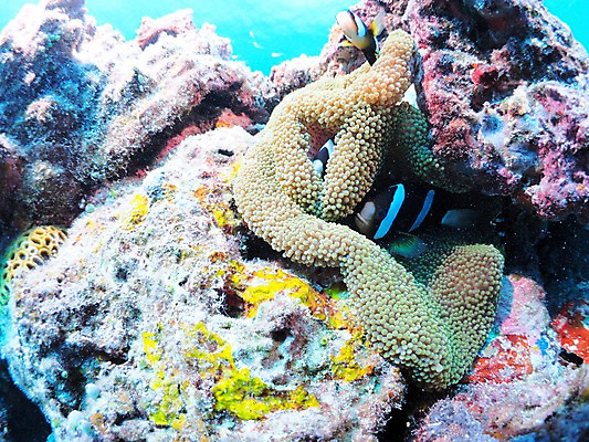 포토 JPG 동물 바다 자연 어류 사람없음 알 수중 수중동물 돌_바위 바위 산호 열대어 물고기알 수중사진 국내포토 자포동물 생태계 파일형식