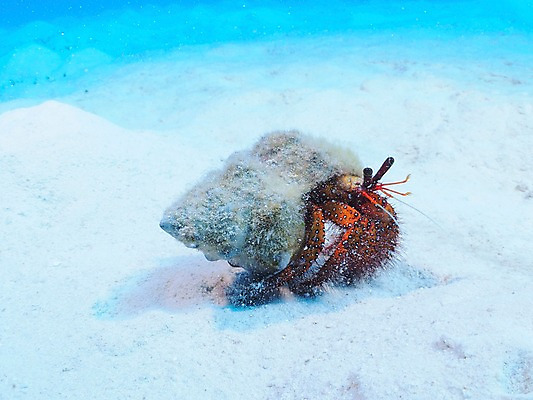 포토 JPG 동물 한마리 모래 바다 자연 갑각류 사람없음 수중 수중동물 게 소라 소라게 수중사진 국내포토 1 어패류 생태계 파일형식