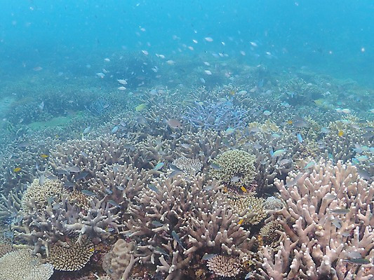 포토 JPG 동물 바다 다수 여러마리 자연 어류 사람없음 수중 수중동물 산호 산호초 수중사진 국내포토 수중식물 자포동물 생태계 파일형식