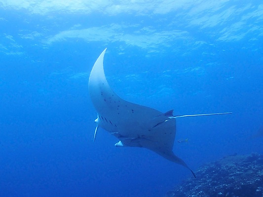 포토 JPG 동물 바다 자연 어류 사람없음 수중 수영 수중동물 가오리 수중사진 국내포토 수상스포츠 생태계 파일형식
