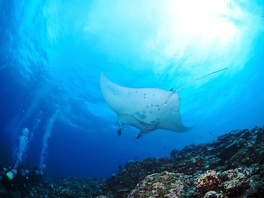 포토 JPG 동물 한마리 바다 자연 어류 수중 수영 수중동물 돌_바위 바위 잠수부 가오리 수중사진 국내포토 1 수상스포츠 전문직 생태계 파일형식