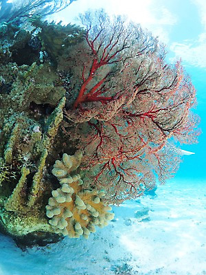 포토 JPG 바다 자연 사람없음 수중 수중동물 산호 수중사진 국내포토 동물 자포동물 생태계 파일형식