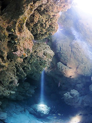 포토 JPG 동물 바다 여러마리 자연 어류 사람없음 빛 수중 수중동물 암석 돌_바위 바위 동굴 암초 수중사진 국내포토 다수 생태계 파일형식
