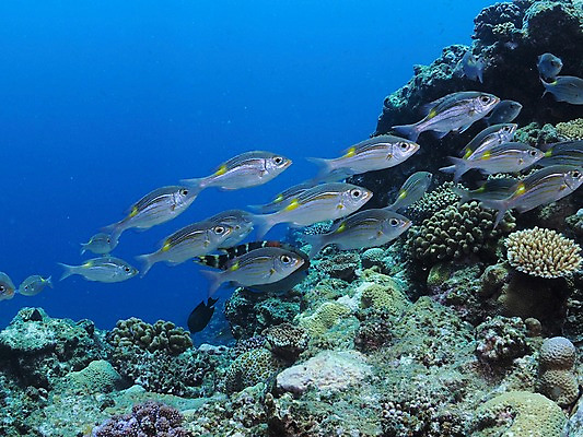포토 JPG 동물 바다 다수 여러마리 자연 어류 사람없음 수중 수중동물 산호 수중사진 국내포토 자포동물 생태계 파일형식