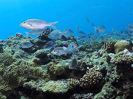 포토 JPG 동물 바다 여러마리 자연 어류 사람없음 수중 수중동물 산호 수중사진 국내포토 다수 자포동물 생태계 파일형식