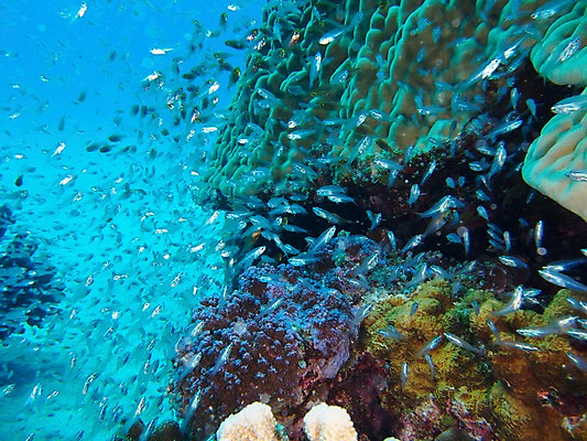 포토 JPG 동물 바다 다수 여러마리 자연 어류 사람없음 수중 수중동물 산호 수중사진 국내포토 자포동물 생태계 파일형식