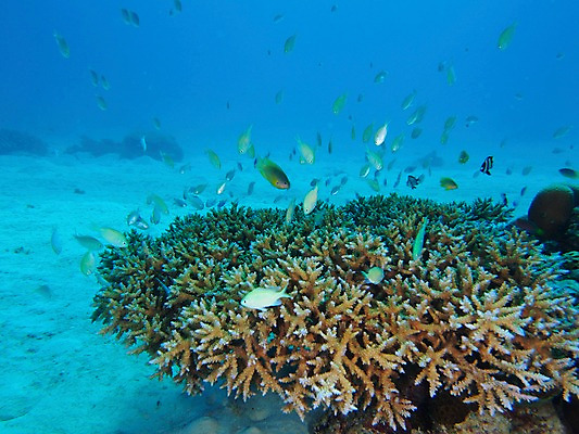 포토 JPG 동물 바다 여러마리 자연 어류 사람없음 수중 수중동물 산호 열대어 수중사진 국내포토 다수 자포동물 생태계 파일형식
