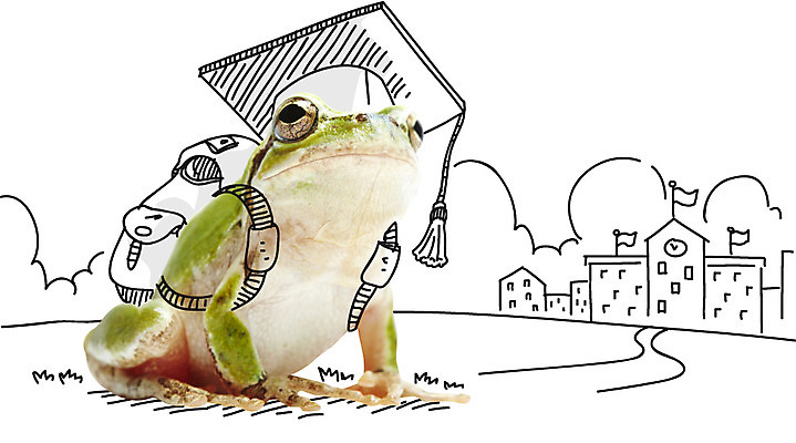 동물 편집 편집이미지 한마리 교육 백그라운드 가방 학사모 학교 포토일러 개구리 사람없음 디지털합성 합성 이미지편집 AI파일 모자_잡화 1 잡화 졸업 양서류 파일형식 벡터