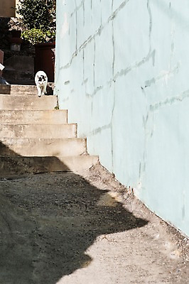 포토 JPG 주간 동물 길 한국 풍경 사람없음 야외 담장 계단 고양이 골목길 부산 동물라이프 반려 감천문화마을 벽화마을 국내포토 자연요소 라이프스타일 아시아 포유류 반려동물 마을 파일형식